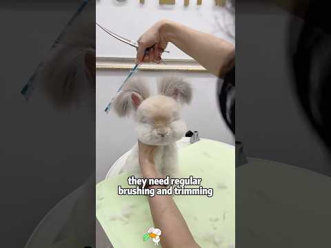 Meet StellaLou: The Most Adorable Bunny! 🐰animals pets shor… サムネイル