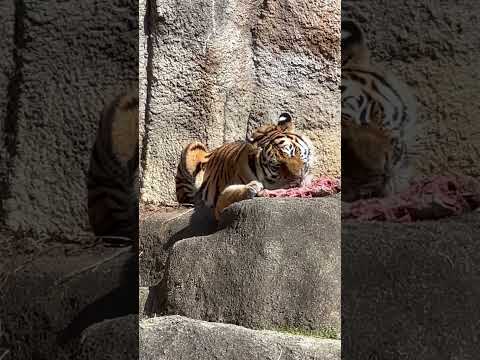shorts サーシャちゃん 交代まで1時間ほど🤔食べ終えるカナ⁈  今日はサーシャの日　アムールトラ　浜松市動物園に… サムネイル