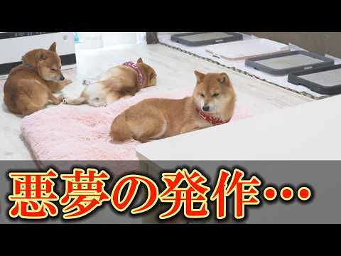 退院したばかりの柴犬のてんかん発作が８時間止まらず、パニックになりました・・・ サムネイル