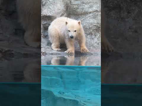 shorts アンヨをぴょこぴょこモモ太くん　  ホッキョクグマの仔　秋田県男鹿水族館GAOにて2026年4月30日