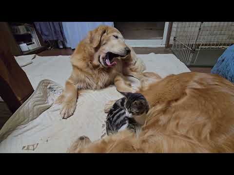 早朝4時頃のゴールデンレトリバー猫親子　大型犬のいる生活 kitten cat 猫 猫のいる暮らし shorts go… サムネイル