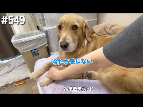 冷感敷きパッド体験するモンちゃん【ゴールデンレトリバー】 サムネイル