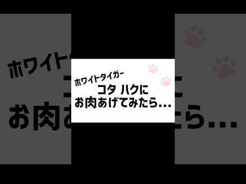 ホワイトタイガーコタハクにお肉あげてみたら… 東武動物公園 動物 かわいい ホワイトタイガー　コタハク サムネイル