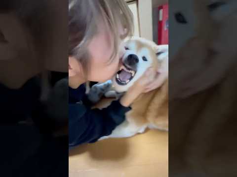 柴犬福 姉に絡まれてる時の柴犬の顔(祖母失笑)🤣Sister and Shiba🤣#姉と柴 #shorts #funn… サムネイル