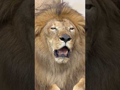 shorts 暑そうなトウヤくん　ライオン🦁　千葉市動物公園　2026年7月12日