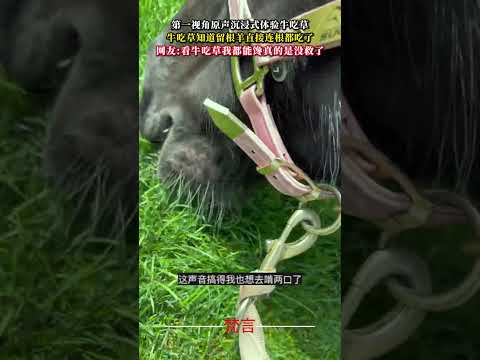 第一視角原聲沉浸式體驗牛吃草 治愈 療愈 cure shorts サムネイル