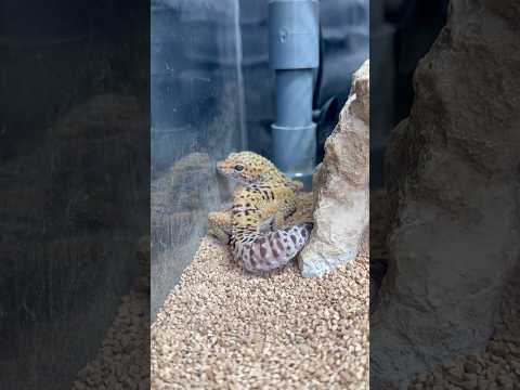 shorts ヒョウモントカゲ　山梨県立富士湧水の里水族館にて　2026年2月21日