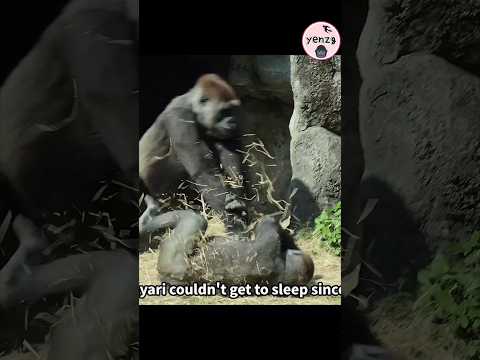 Tayari💢 : 你們給我安靜點！gorilla gorillatag taipeizoo 金剛猩猩 台北市立動物園… サムネイル