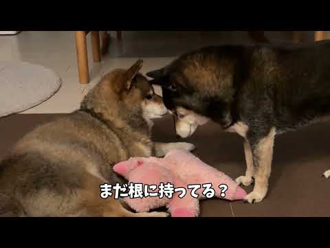 同居犬が大暴れ！その時柴犬はどうする？ サムネイル