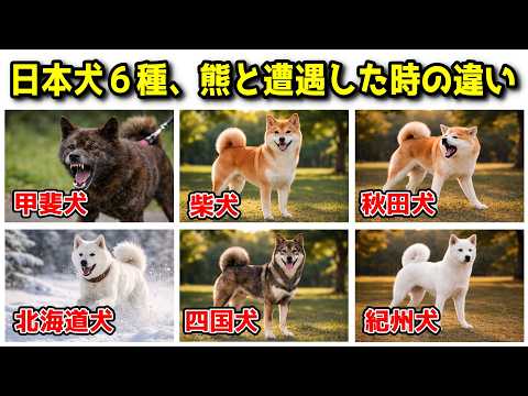 日本犬6種が山で熊と出会ったら？性格や特性の違いから行動を考察 サムネイル