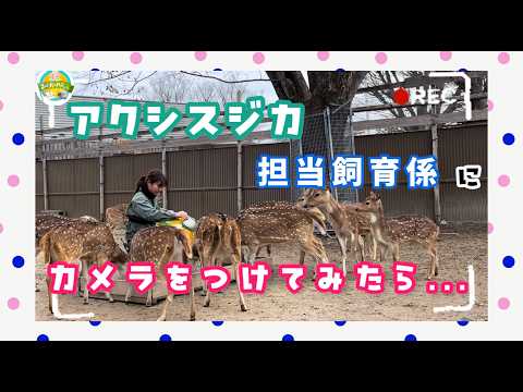【飼育係体験動画】アクシスジカへ朝ごはんをあげる飼育係にカメラをつけてみたら…？　東武動物公園　公式YouTubeチャ… サムネイル