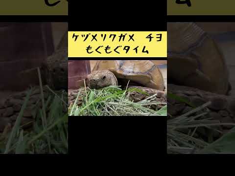 ケヅメリクガメ・チヨくんのもぐもぐタイム　#東武動物公園 #癒し #動物 #かわいい #動物園 #zoo #anima… サムネイル