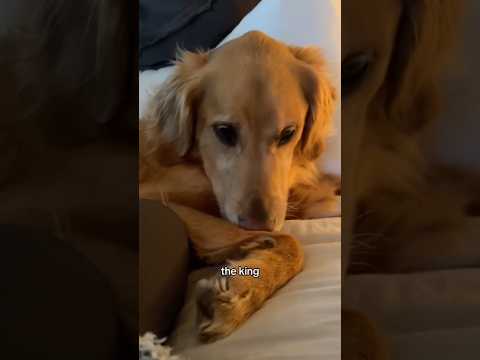 coming home to my golden retriever🥵 goldenretreiver dog ind… サムネイル