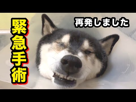【緊急手術】恐れていた再発！ サムネイル