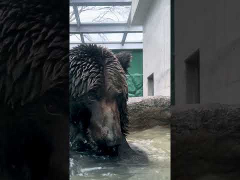 大迫力の水浴び！東武動物公園動物 すごいエゾヒグマ サムネイル