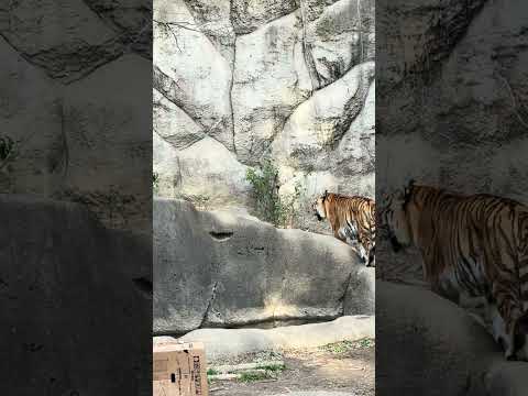 shorts ソーンくんとローラさん　アムールトラ🐯　浜松市動物園　2026年2月14日  IMG 8507