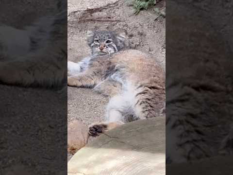 shorts ゴロゴロ❣️アブリコースちゃん　マヌルネコ　那須どうぶつ王国　2026年4月24日 サムネイル