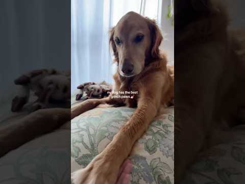 coming home to my golden retriever🥵 goldenretreiver dog ind… サムネイル