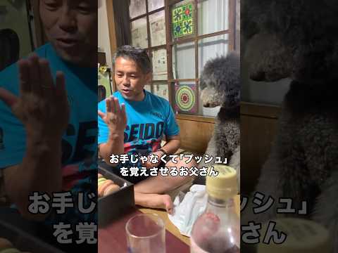 お手ができる愛犬にPUSHを覚えさせようとするとこうなる スタンダードプードル スタンプー 大型犬 shorts サムネイル