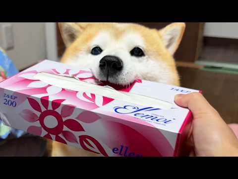 ティッシュを開封するとすぐにフガフガカツアゲにやってくる丸頭ヤンキー柴犬