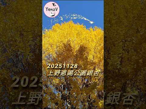 東京上野恩賜公園銀杏滿開20251128 tokyo ueno uenopark ginkgo japan サムネイル