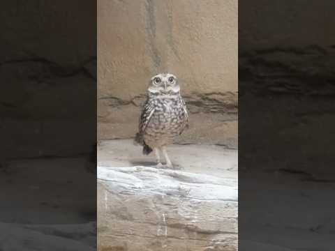 shorts 閉園時間前のアナホリフクロウさん　那須どうぶつ王国にて　2026年1月2日 サムネイル