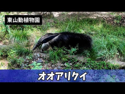 【東山動植物園】のんびりお散歩♪オオアリクイ✨ サムネイル