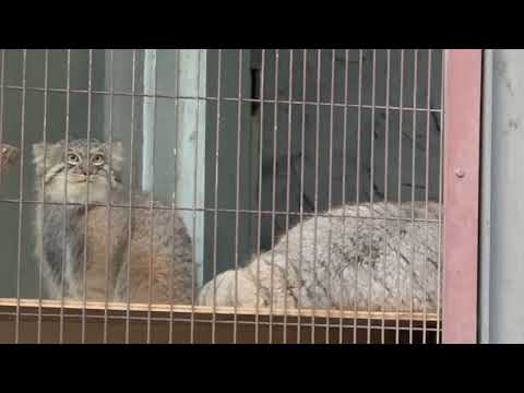 2頭までは並んでくれるのです‥が〜😅　マヌルネコのこども　東山動植物園にて　2025年12月15日 サムネイル