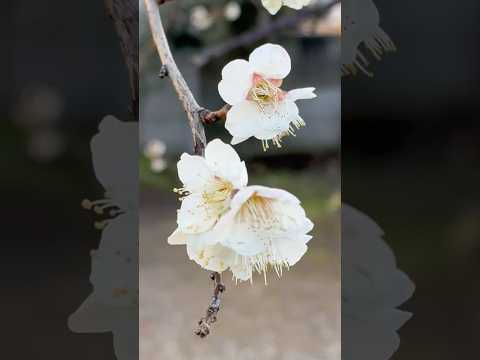 shorts 梅が咲きました〜　2026年2月18日 サムネイル