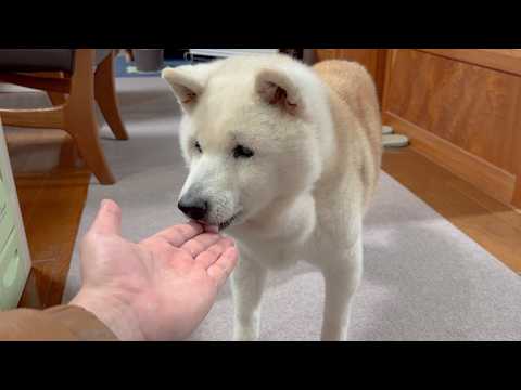 パパを看病する柴犬とママを看病するサモエド、お礼のお魚を大喜びで爆食い。 サムネイル