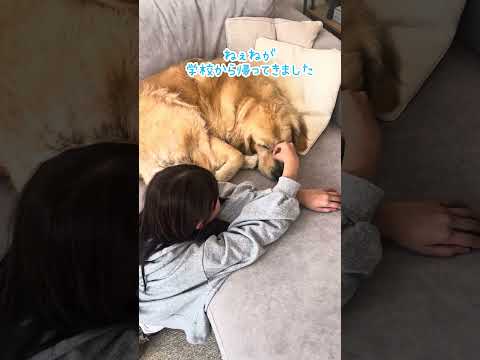 家族を見送った後が一番寂しい犬 #ゴールデンレトリバー #大型犬のいる生活 #大型犬と子供 #goldenretrei… サムネイル