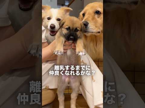 先住犬と目が合った瞬間、動けなくなる犬...【ゴールデンレトリバー・ボーダーコリー】shorts