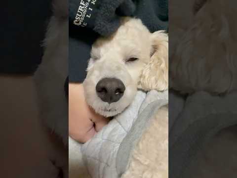 shorts 眠った❣️タローちゃん　トイプードル　2026年2月2日