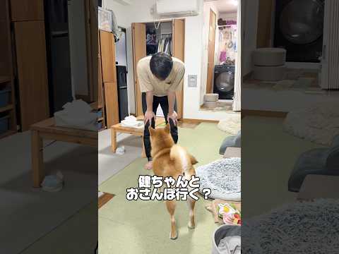 めちゃいい返事www 柴犬  shorts サムネイル