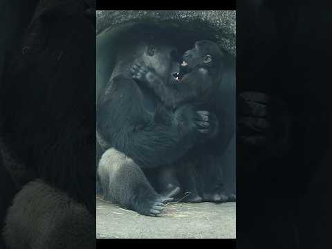 D'jeeco抱兒子Ringo好溫馨🥰 gorilla gorillatag taipeizoo 金剛猩猩 台北市立動… サムネイル