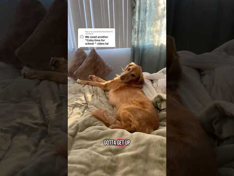coming home to my golden retriever🥵 goldenretreiver dog ind… サムネイル
