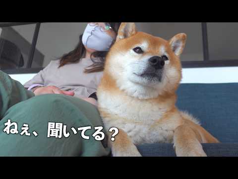柴犬に話しかけ続けた意味が、やっと分かった気がします。 サムネイル