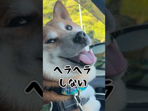 キュート隊に囲まれて満足な柴犬こむぎ サムネイル