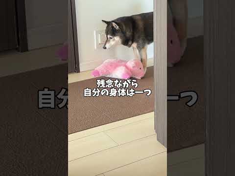 🐕黒柴あずき究極の選択！おじさんを取るかおもちゃをとるか・・・ サムネイル