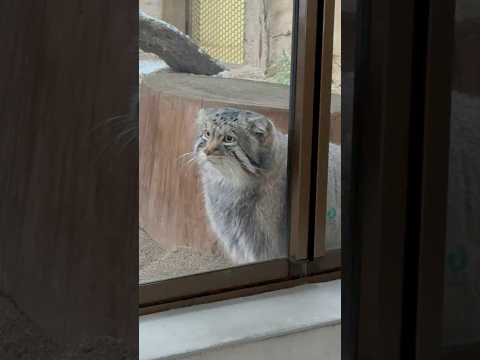 shorts 閉園時間前のナゴムくん　マヌルネコ　那須どうぶつ王国にて　2026年1月2日 サムネイル