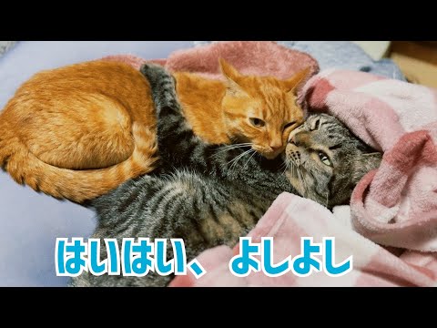 甘える妹を条件反射であやす猫　Kuu Comforting His Baby Sister Is Second Nat… サムネイル