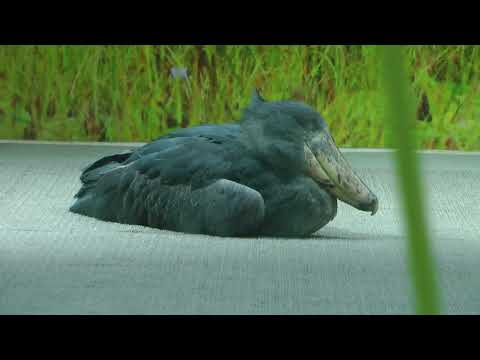 ハシビロコウのマリンバさん　神戸どうぶつ王国　2025年12月28日　00047 サムネイル
