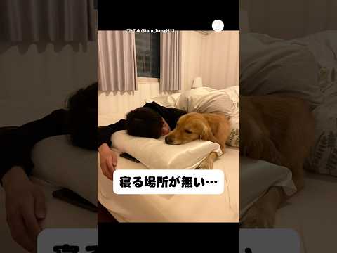 ベッドを完全に占領する犬…寝る場所がなくなりました　　ゴールデンレトリバー 大型犬　犬　かわいい犬 犬のいる暮らし サムネイル