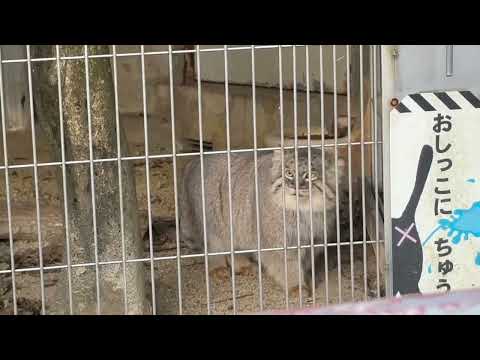 エルくん しばし出て帰るを続ける　マヌルネコ　東山動植物園にて　2025年12月12日 サムネイル