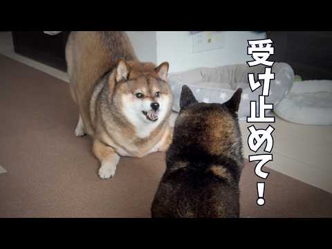 10年の絆を確かめるべく同居犬の胸に飛び込んだ柴犬の末路 サムネイル