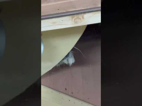 shorts オトちゃんの お耳とお髭⁈ マヌルネコ　埼玉県こども動物自然公園にて　2026年5月30日 サムネイル
