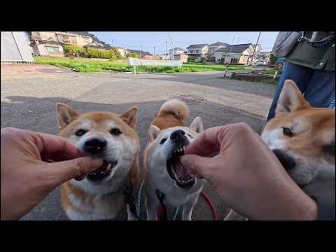 モモさんとココさんとブジュ君の食欲の夏 サムネイル