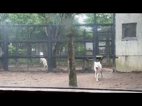 ルーシーちゃんニッキーちゃん姉妹　ホッキョクオオカミ　　大森山動物園にて　2026年5月21日 サムネイル