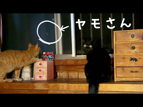 【猫と雷】ヤモさんには手を出すな　Don’t mess with Mr. Gecko サムネイル