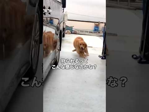 愛犬と戯れていたら狩猟本能が目覚めてしまい飼い主を狩ろうとするゴールデンレトリバー ゴールデンレトリバー レトリバー…